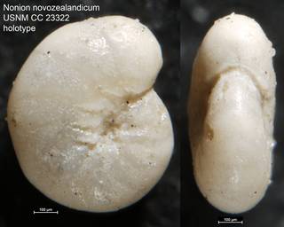 To NMNH Paleobiology Collection (Nonion novozealandicum USNM CC 23322 holotype)