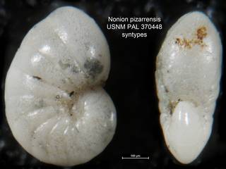 To NMNH Paleobiology Collection (Nonion pizarrensis USNM PAL 370448 syntypes)