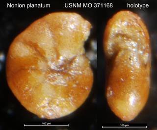 To NMNH Paleobiology Collection (Nonion planatum USNM MO 371168 holotype)