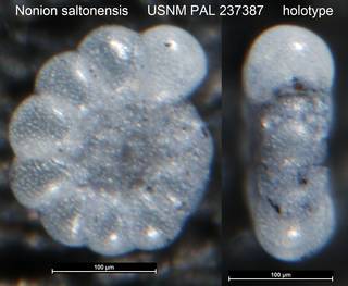 To NMNH Paleobiology Collection (Nonion saltonensis USNM PAL 237387 holotype)