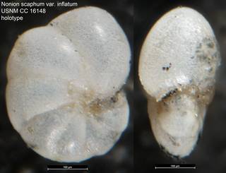 To NMNH Paleobiology Collection (Nonion scaphum var. inflatum USNM CC 16148 holotype)