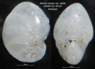 To NMNH Paleobiology Collection (Nonion sloani var. nitida USNM CC 49127 holotype)