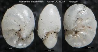 To NMNH Paleobiology Collection (Nonionella alabamensis USNM CC 16217 holotype)
