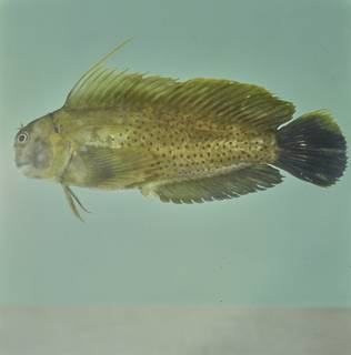 To NMNH Extant Collection (Cirripectes chelomatus FIN026890 Slide 120 mm)