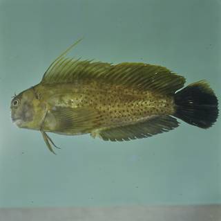To NMNH Extant Collection (Cirripectes chelomatus FIN026890B Slide 120 mm)