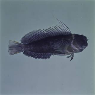 To NMNH Extant Collection (Cirripectes filamentosus FIN026893 Slide 120 mm)
