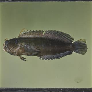 To NMNH Extant Collection (Cirripectes imitator FIN026896 Slide 120 mm)