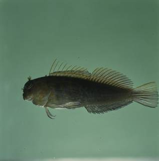 To NMNH Extant Collection (Cirripectes imitator FIN026897 Slide 120 mm)