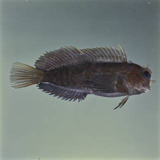 To NMNH Extant Collection (Cirripectes stigmaticus FIN026916 Slide 120 mm)