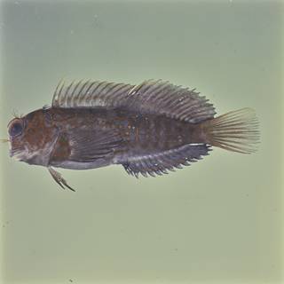 To NMNH Extant Collection (Cirripectes stigmaticus FIN026917 Slide 120 mm)