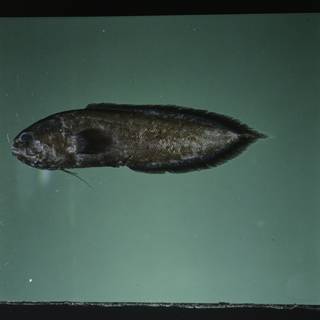 To NMNH Extant Collection (Grammonus waikiki FIN027289 Slide 120 mm)