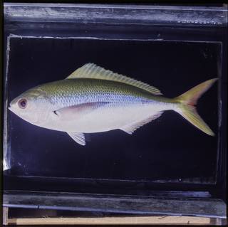 To NMNH Extant Collection (Caesio xanthonota FIN027306 Slide 120 mm)