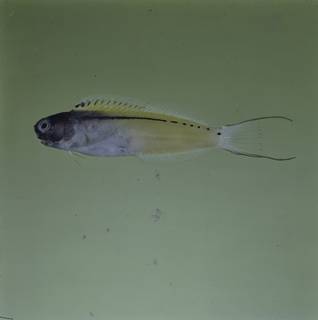 To NMNH Extant Collection (Ecsenius gravieri FIN026945 Slide 120 mm)