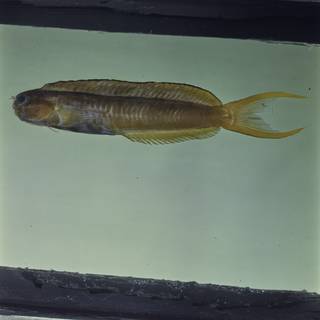 To NMNH Extant Collection (Ecsenius midas FIN026952 Slide 120 mm)