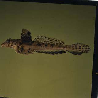 To NMNH Extant Collection (Callionymus FIN027330A Slide 120 mm)