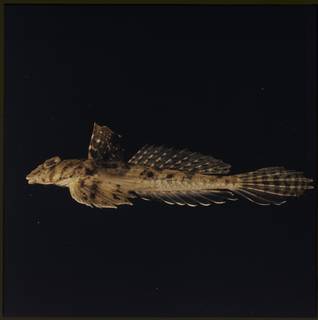 To NMNH Extant Collection (Callionymus FIN027330B Slide 120 mm)
