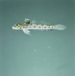 To NMNH Extant Collection (Callionymus caeruleonotatus FIN027343 Slide 120 mm)