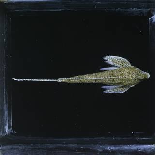 To NMNH Extant Collection (Callionymus decoratus FIN027350 Slide 120 mm)