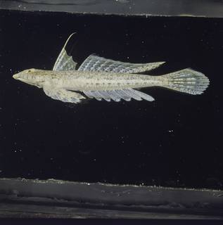 To NMNH Extant Collection (Diplogrammus infulatus FIN027380 Slide 120 mm)