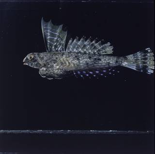 To NMNH Extant Collection (Synchiropus lineolatus FIN027401B Slide 120 mm)