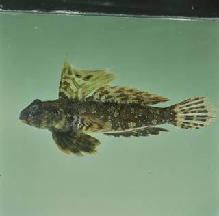 To NMNH Extant Collection (Neosynchiropus ocellatus FIN027410 Slide 120 mm)