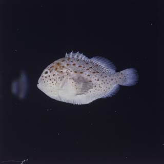 To NMNH Extant Collection (Caracanthus typicus FIN027430 Slide 120 mm)