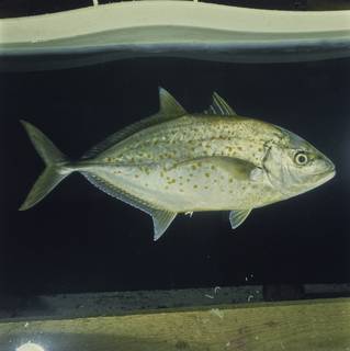 To NMNH Extant Collection (Carangoides bajad FIN027469 Slide 120 mm)