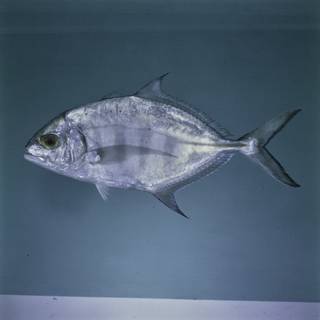To NMNH Extant Collection (Carangoides ferdau FIN027481 Slide 120 mm)