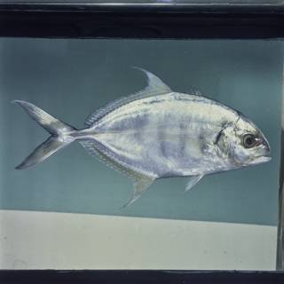 To NMNH Extant Collection (Carangoides ferdau FIN027482 Slide 120 mm)