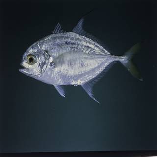 To NMNH Extant Collection (Carangoides hedlandensis FIN027490 Slide 120 mm)