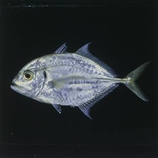 To NMNH Extant Collection (Carangoides malabaricus FIN027494 Slide 120 mm)
