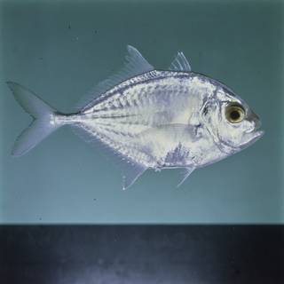 To NMNH Extant Collection (Carangoides malabaricus FIN027495 Slide 120 mm)