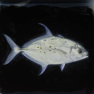 To NMNH Extant Collection (Carangoides orthogrammus FIN027496A Slide 120 mm)