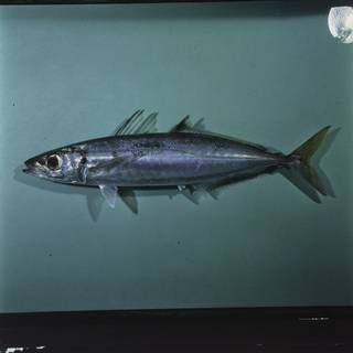 To NMNH Extant Collection (Decapterus muroadsi FIN027514 Slide 120 mm)
