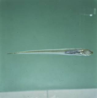 To NMNH Extant Collection (Encheliophis gracilis FIN027582 Slide 120 mm)
