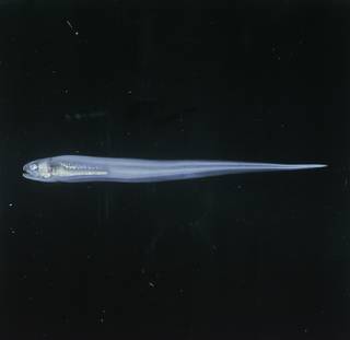 To NMNH Extant Collection (Encheliophis FIN027583 Slide 120 mm)
