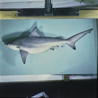 To NMNH Extant Collection (Carcharhinus amboinensis FIN027597 Slide 120 mm)