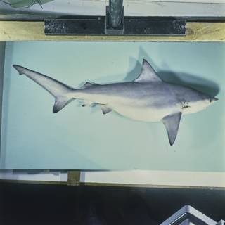 To NMNH Extant Collection (Carcharhinus amboinensis FIN027597B Slide 120 mm)