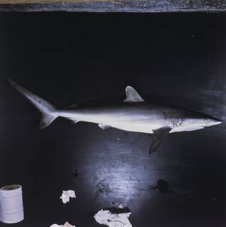 To NMNH Extant Collection (Carcharhinus brevipinna FIN027598 Slide 120 mm)
