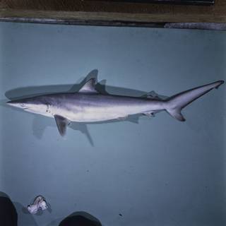 To NMNH Extant Collection (Carcharhinus brevipinna FIN027599 Slide 120 mm)