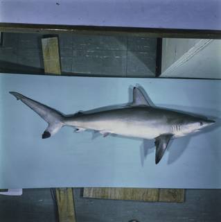 To NMNH Extant Collection (Carcharhinus sorrah FIN027614 Slide 120 mm)