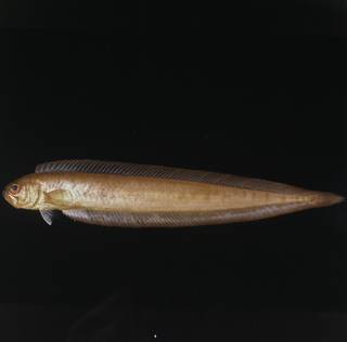 To NMNH Extant Collection (Acanthocepola FIN027641 Slide 120 mm)