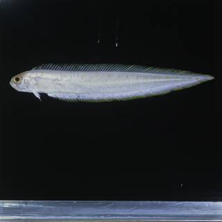 To NMNH Extant Collection (Acanthocepola abbreviata FIN027642 Slide 120 mm)