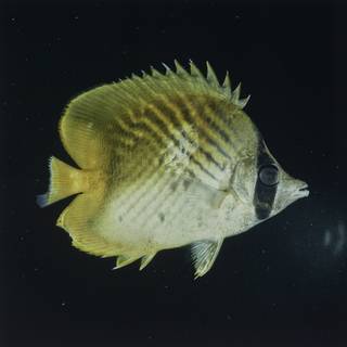 To NMNH Extant Collection (Chaetodon FIN027647 Slide 120 mm)