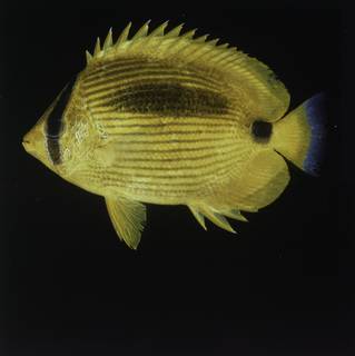 To NMNH Extant Collection (Chaetodon FIN027648 Slide 120 mm)