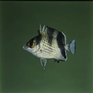 To NMNH Extant Collection (Chaetodon argentatus FIN027650 Slide 120 mm)