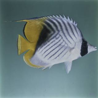 To NMNH Extant Collection (Chaetodon auriga FIN027654B Slide 120 mm)