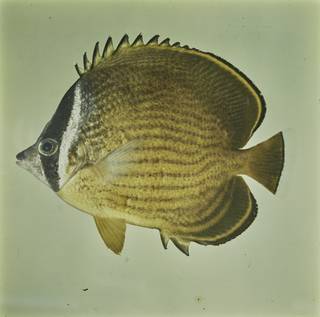 To NMNH Extant Collection (Chaetodon auripes FIN027660 Slide 120 mm)