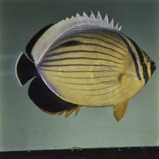 To NMNH Extant Collection (Chaetodon austriacus FIN027661 Slide 120 mm)
