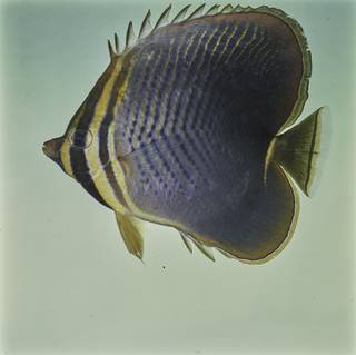 To NMNH Extant Collection (Chaetodon baronessa FIN027662 Slide 120 mm)
